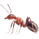formica