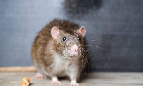 Solitamente, le aziende specializzate nella disinfestazione sono composte da un team di tecnici qualificati e esperti nel trattamento degli agenti nocivi