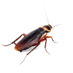 blatta mobili