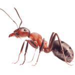 formica